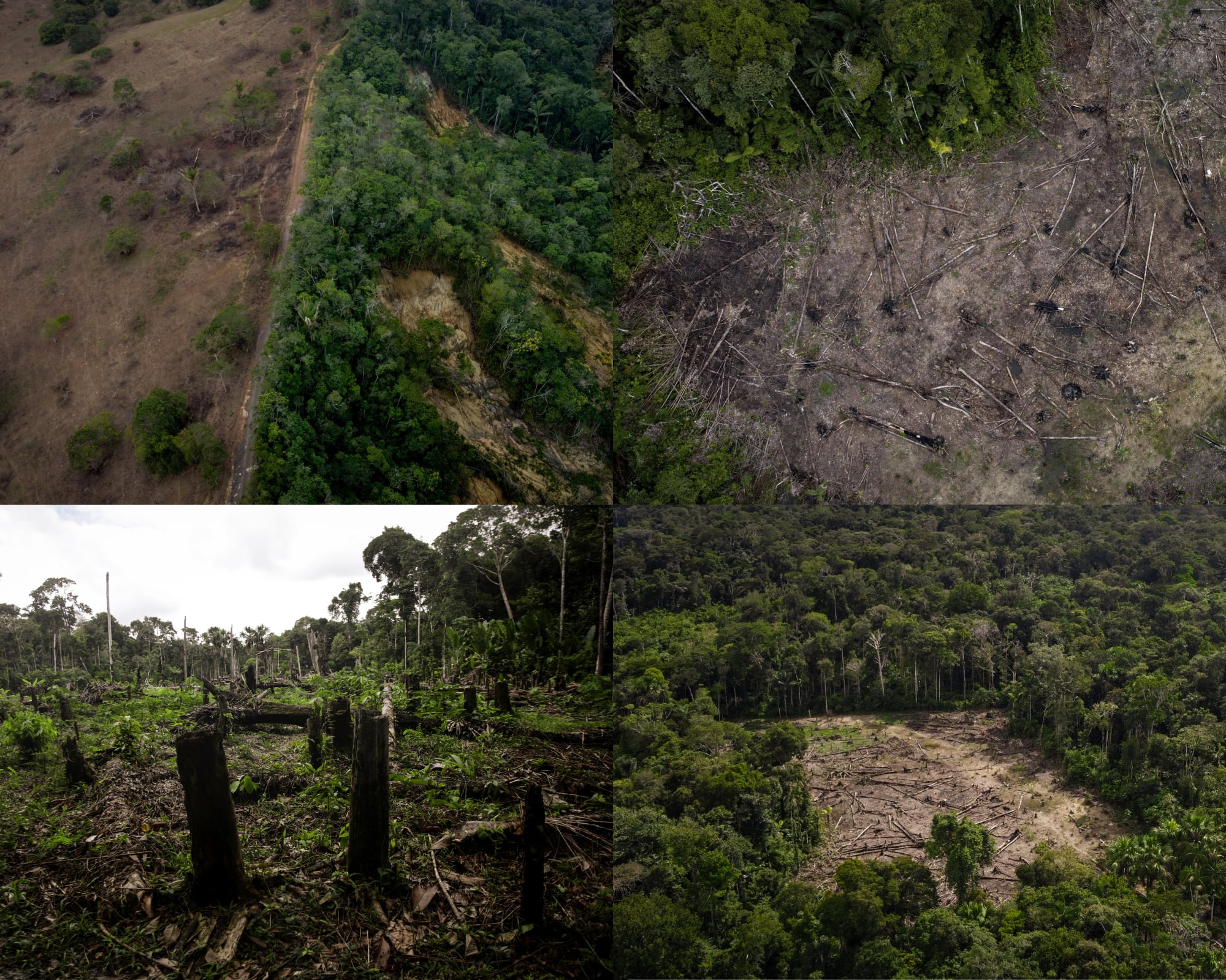 La organización ambiental confirmó que, durante 2025, se registró la tala de 8.896 hectáreas por expansión ganadera en áreas protegidas.
(Foto:   Caracol Radio / Getty )