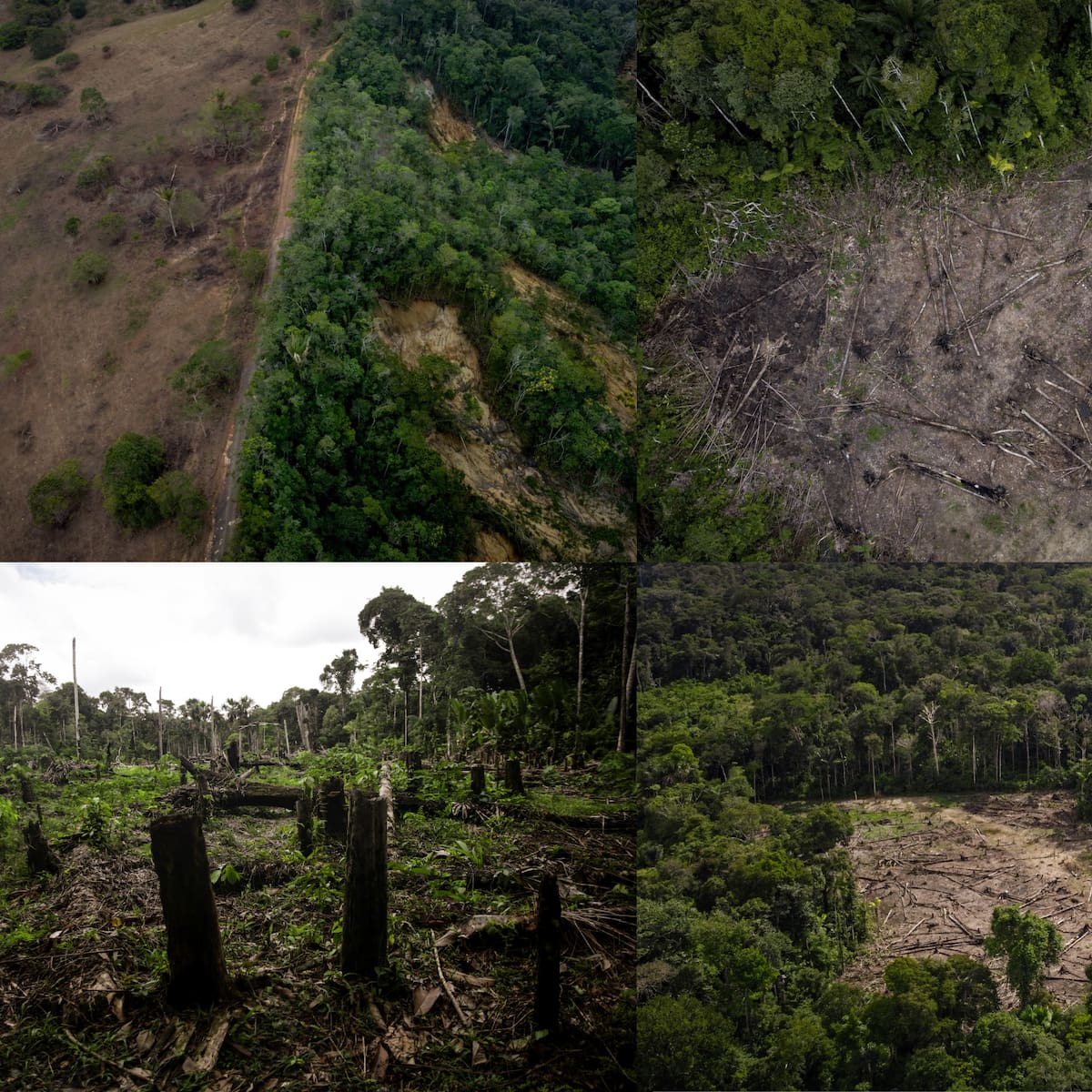 Greenpeace denuncia casi 9.000 hectáreas deforestadas en Amazonía colombiana por expansión ganadera