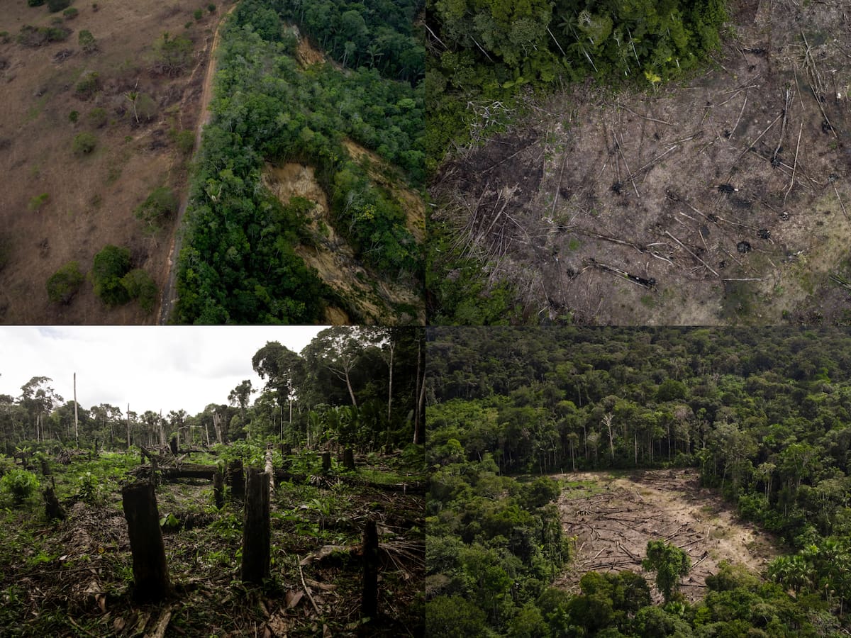 Greenpeace denuncia casi 9.000 hectáreas deforestadas en Amazonía colombiana por expansión ganadera