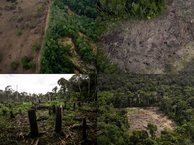 La organización ambiental confirmó que, durante 2025, se registró la tala de 8.896 hectáreas por expansión ganadera en áreas protegidas.
(Foto: Caracol Radio / Getty )