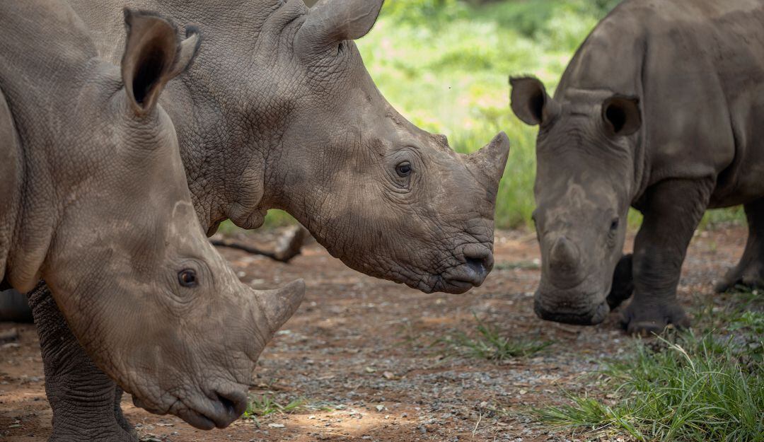 Rinocerontes en un albergue de protección en Sudáfrica.