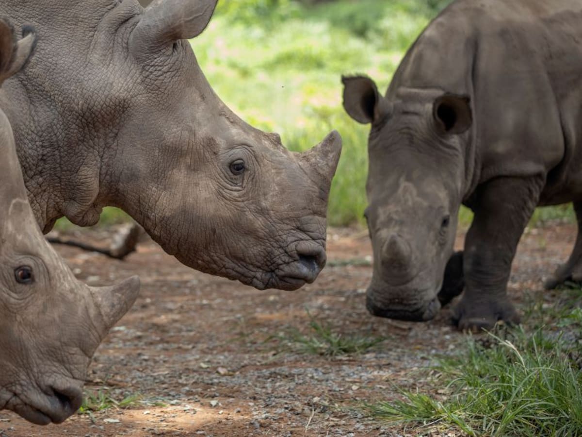 Asesinan al mayor cazador furtivo de rinocerontes en Sudáfrica