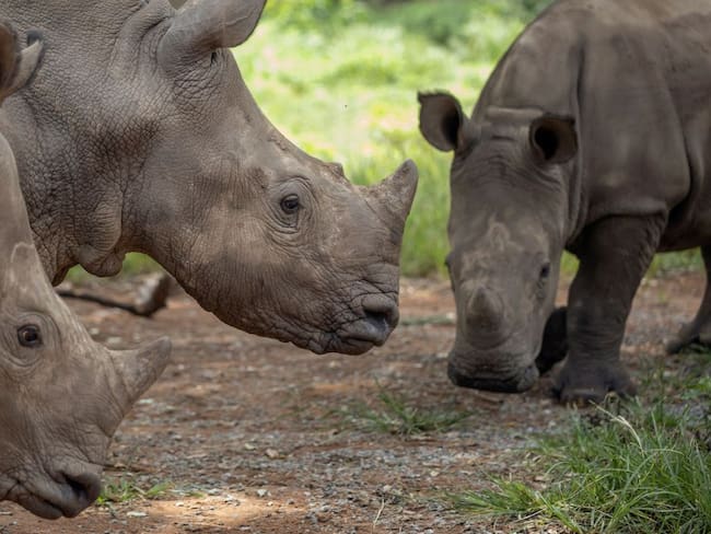 Rinocerontes en un albergue de protección en Sudáfrica.