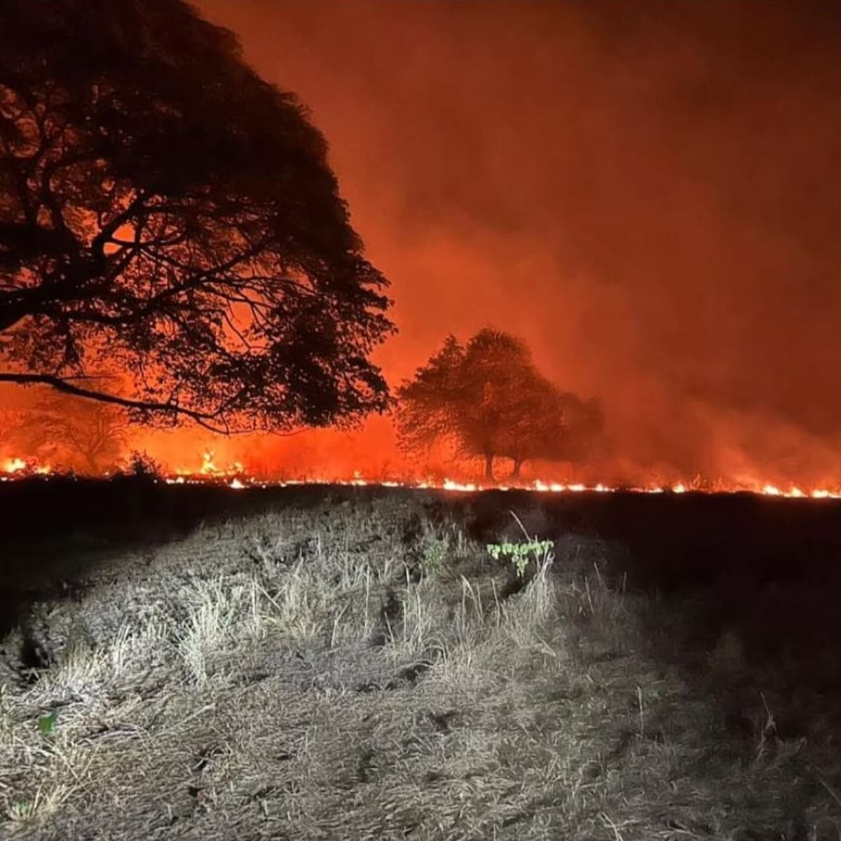 “Tenemos más de 14.000 hectáreas quemadas”: alcalde de Ortega, Tolima, por incendios