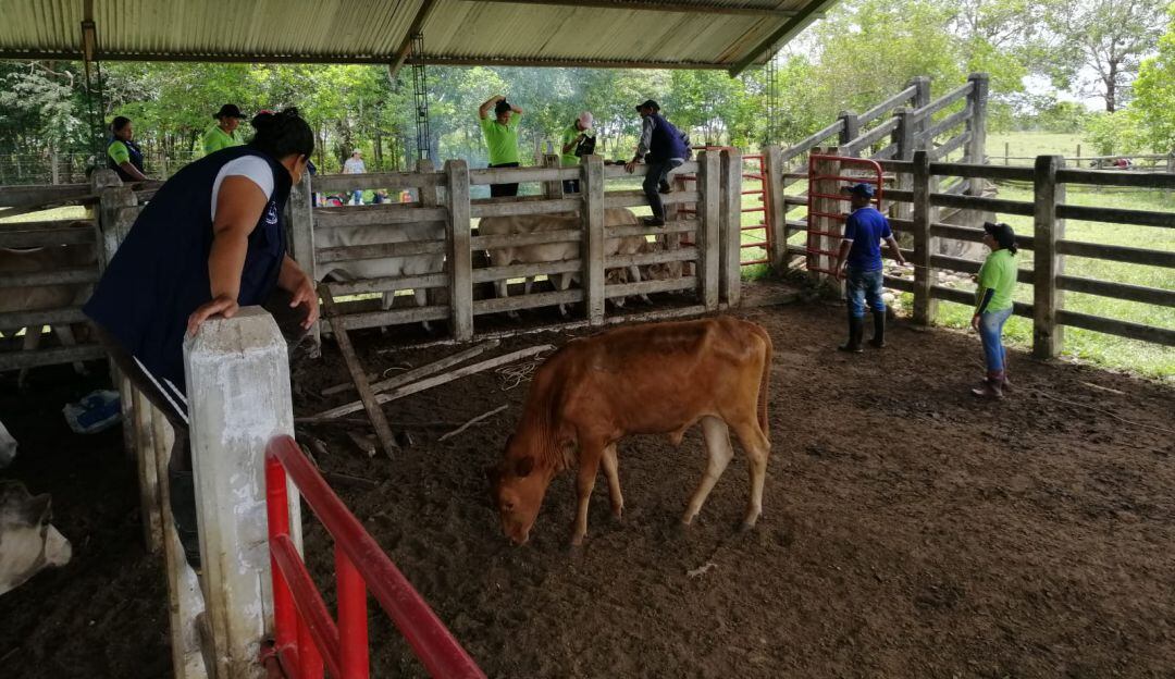 Cuidado del ganado en Puerto Lleras, por Mujeres Emprendedoras Víctimas del corregimiento Tierra Grata.