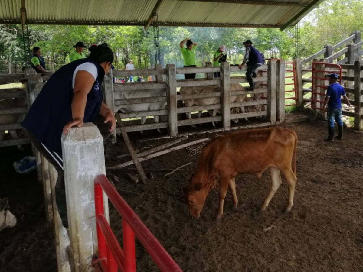 Ganado de ceba, el reencuentro con la paz de un grupo de mujeres del Meta