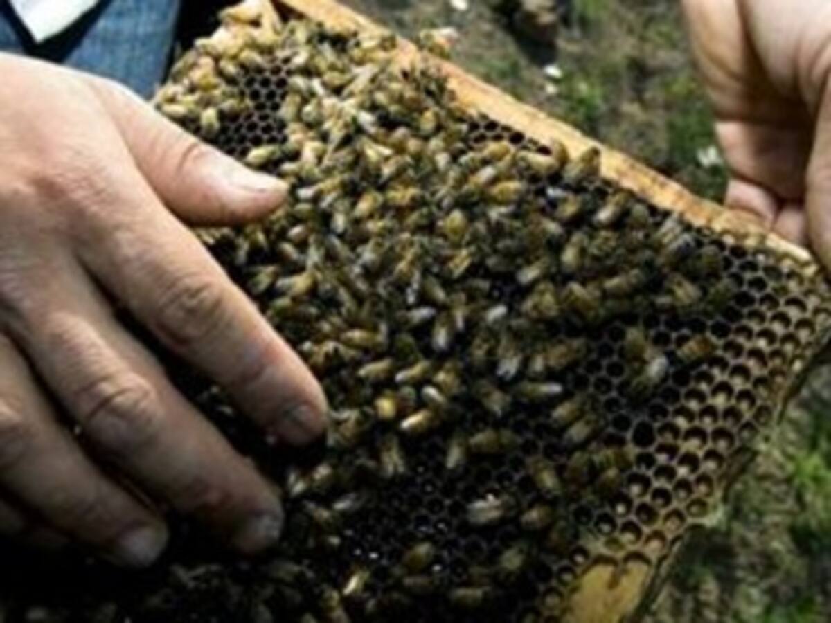 22 niños picados por enjambre de abejas en el norte del Cauca