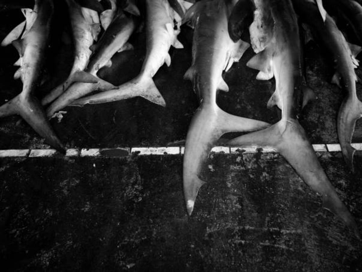 Hallan más de 400 tiburones muertos en playas de Francia