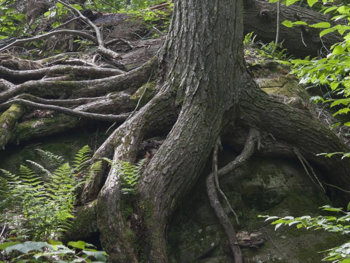 Resiliencia y compasión para la reconciliación