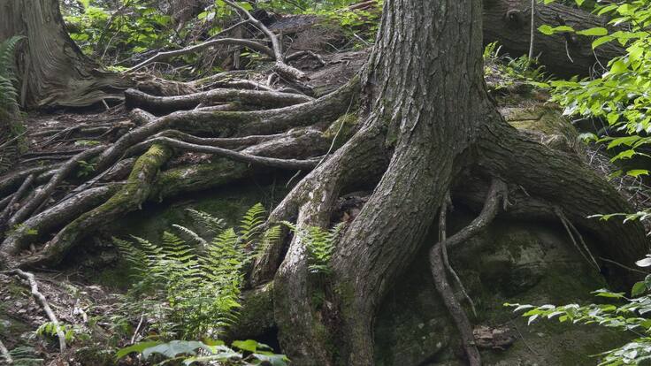 Resiliencia y compasión para la reconciliación.