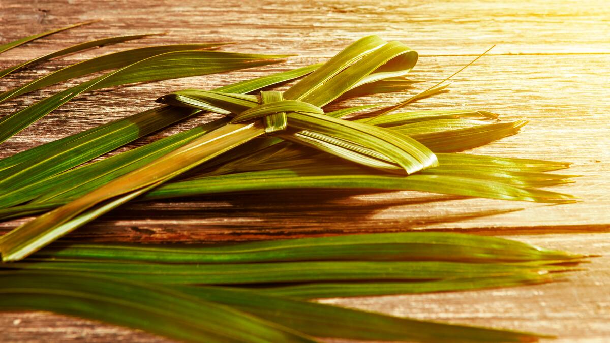 No dañe la palma de cera del Quindío en la celebración del Domingo de Ramos