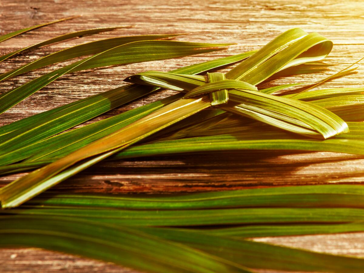 No dañe la palma de cera del Quindío, árbol nacional de Colombia, este Domingo de Ramos