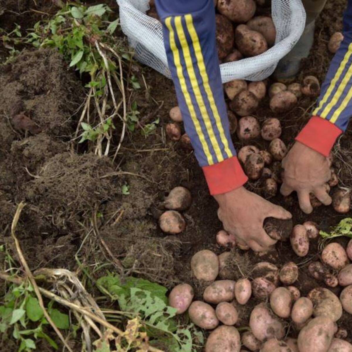 Más de 10 millones de pesos subió el precio de la hectárea de papa en Antioquia