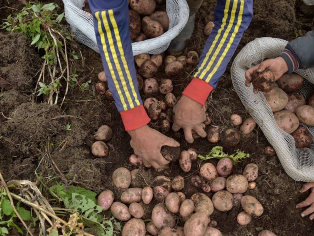 Más de 10 millones de pesos subió el precio de la hectárea de papa en Antioquia