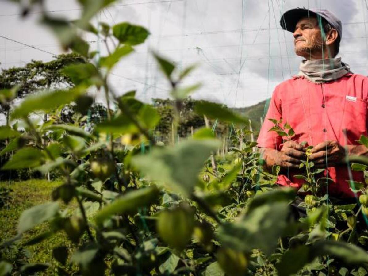 Comienza proceso de entrega de subsidios de la Agencia Nacional de Tierras