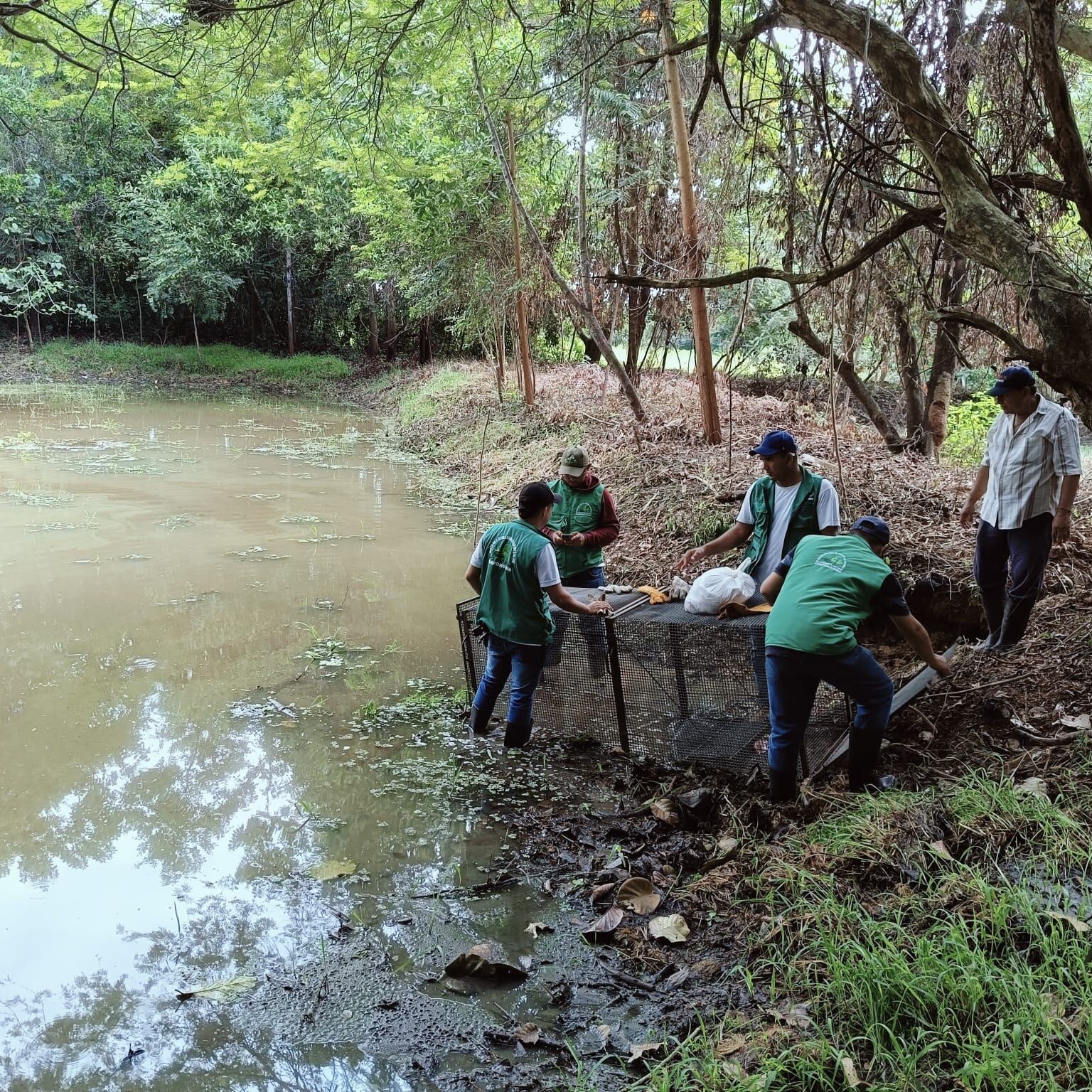 Rescatan el cuarto caimán de 73 fugados de granja experimental en San Marcos, Sucre