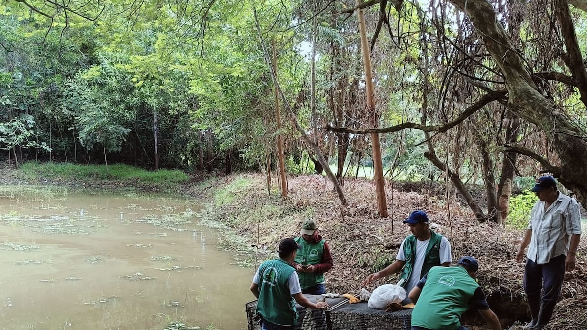 Rescatan el cuarto caimán de 73 fugados de granja experimental en San Marcos, Sucre