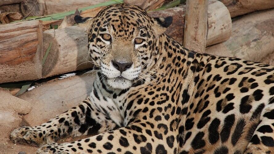 Farah Ajami reclamó que el zoológico “no recibe un peso” por parte de la Gobernación. Foto: Colprensa