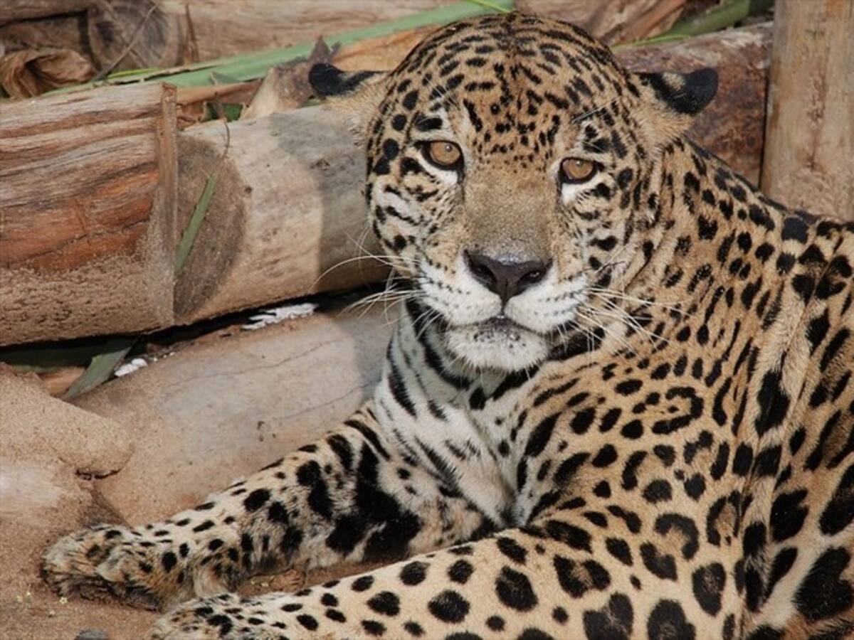 “¿Qué carajos les pasa?”: directora del Zoo de Barranquilla a Gobernación del Atlántico