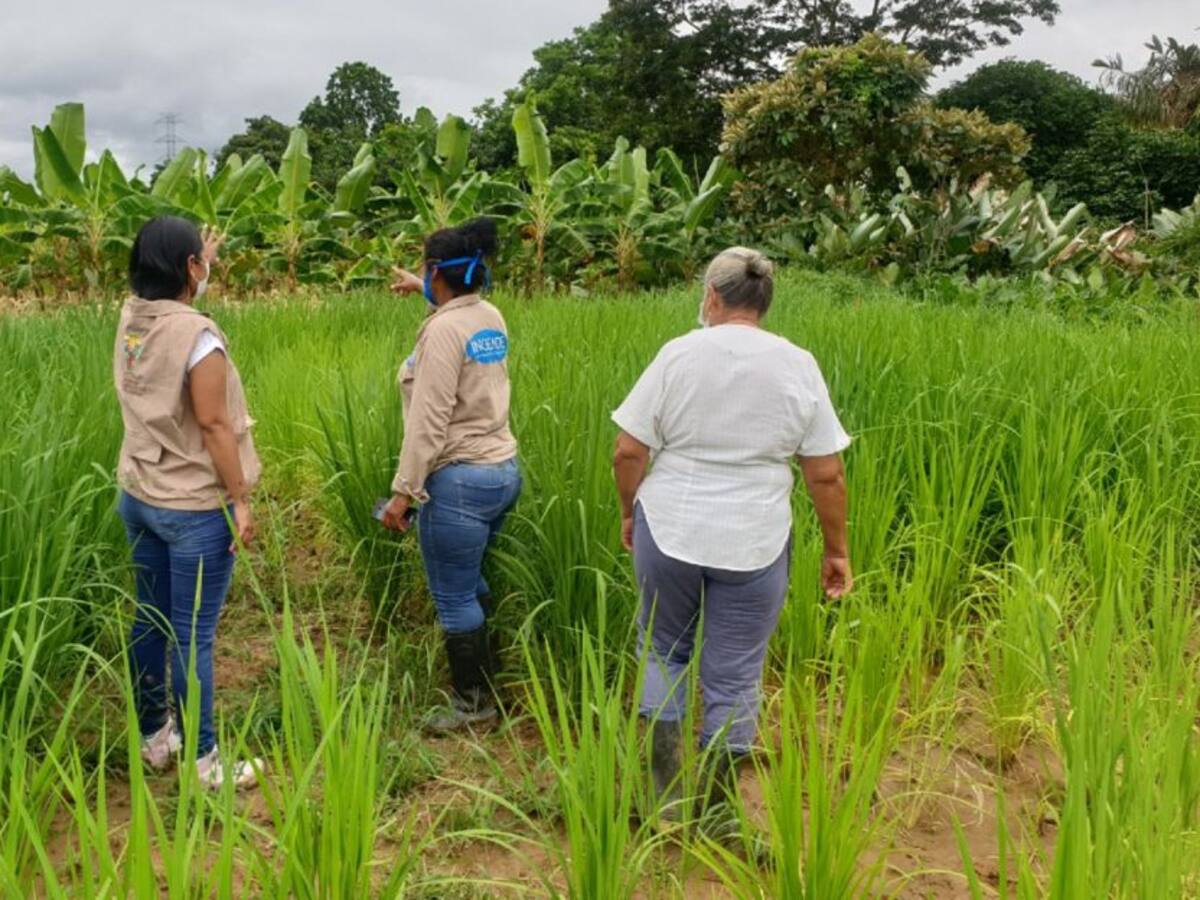 Víctimas del conflicto recibirán apoyo para reactivar sus economías