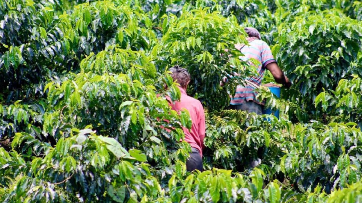 SENA ofrece 100 vacantes para recolectores de café en Caldas