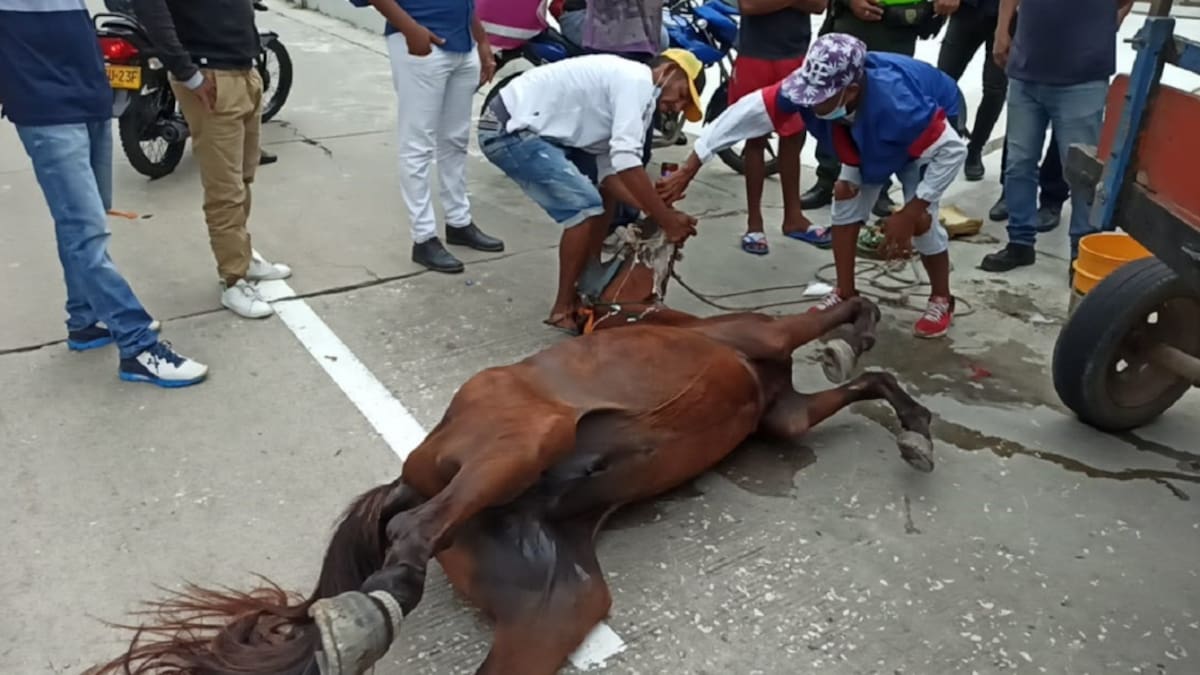 Con cerveza intentaron levantar a caballo que se desplomó en Barranquilla