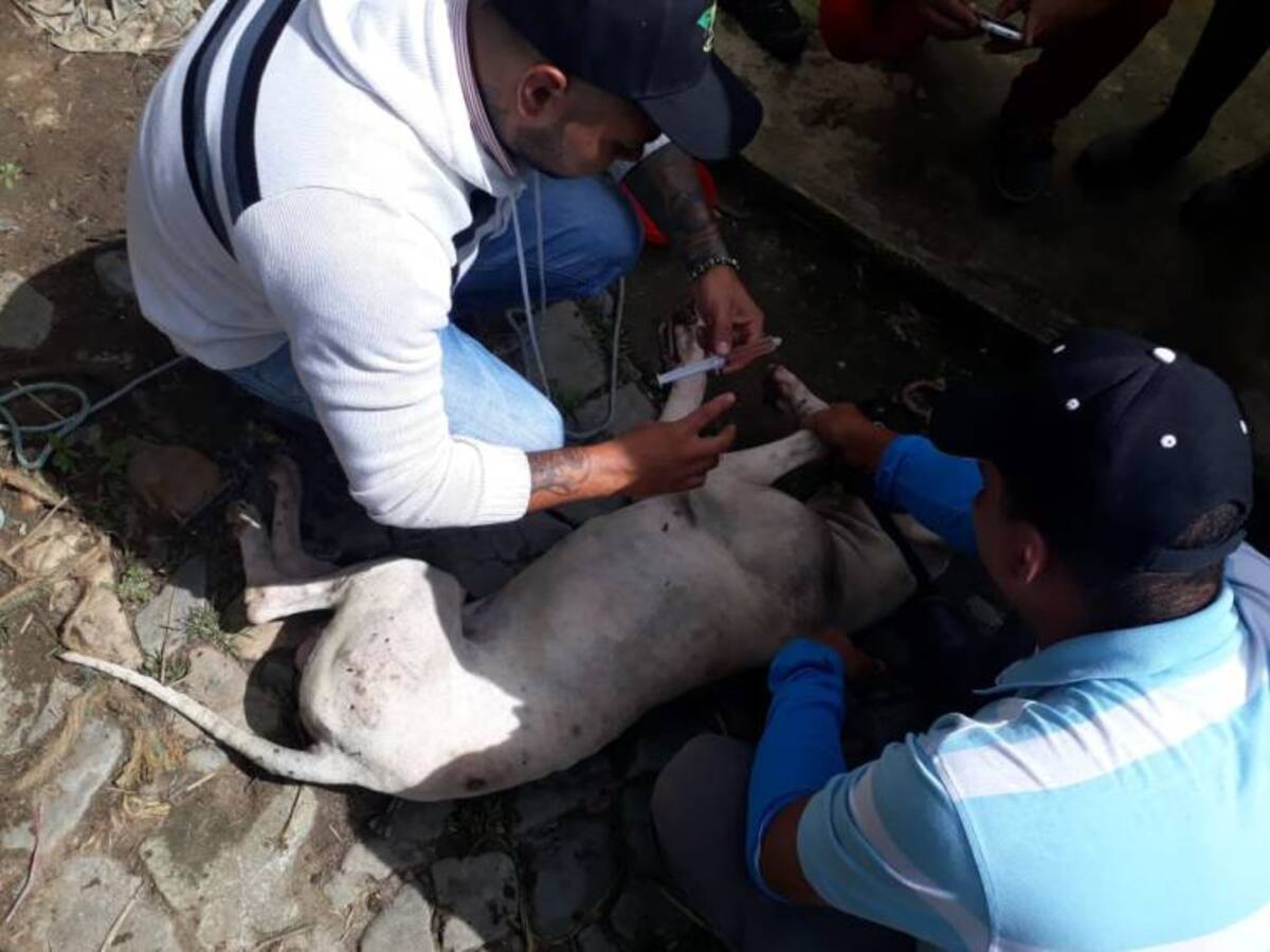 Perro pitbull muerde a una bebé y mata a la tía en San Roque