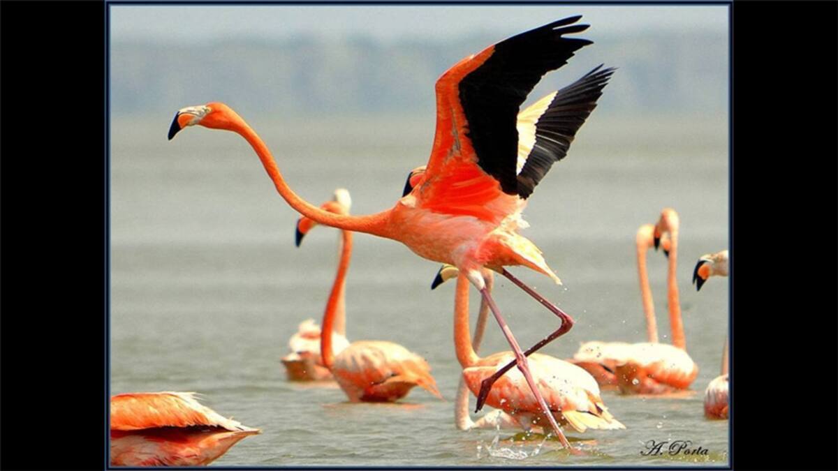 Comenzamos con una imagen que nos llegó en enero, cuando les pedimos a los lectores que mandaran fotos de perros nativos.  "Un perro callejero en Colombia", nos dice Katerin Gómez.