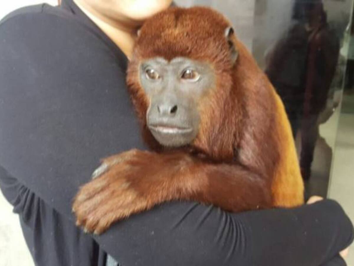 A este mono lo entregaron porque se comía las flores del vecino