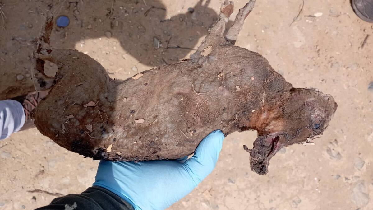 Desplazamiento y pérdida de fauna dejó incendio en Alto Menga y la Buitrera