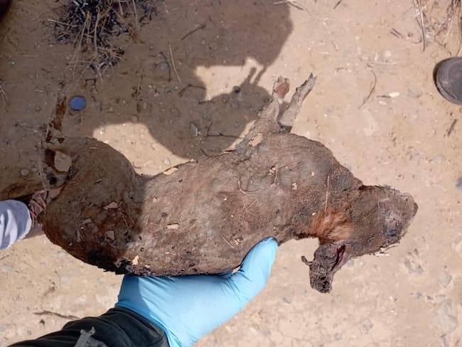 Desplazamiento y pérdida de fauna dejó incendio en Alto Menga y la Buitrera