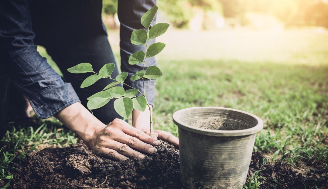 Siembra de árboles. Imagen de referencia.