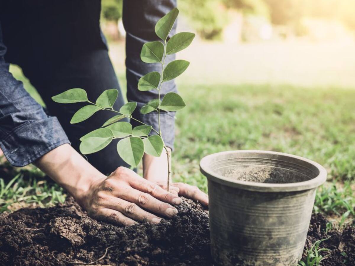 Sembrar 20 millones de árboles es el objetivo del Grupo Empresarial Argos