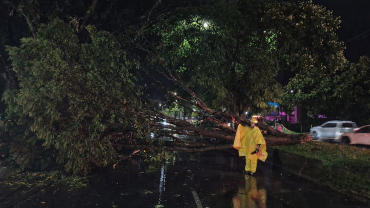 Intervienen puntos críticos en Pereira por caída de árboles tras intensas lluvias