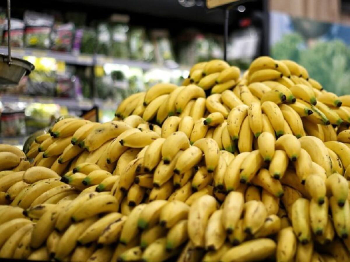 Fuertes lluvias generan sobreoferta de banano criollo a precios bajos