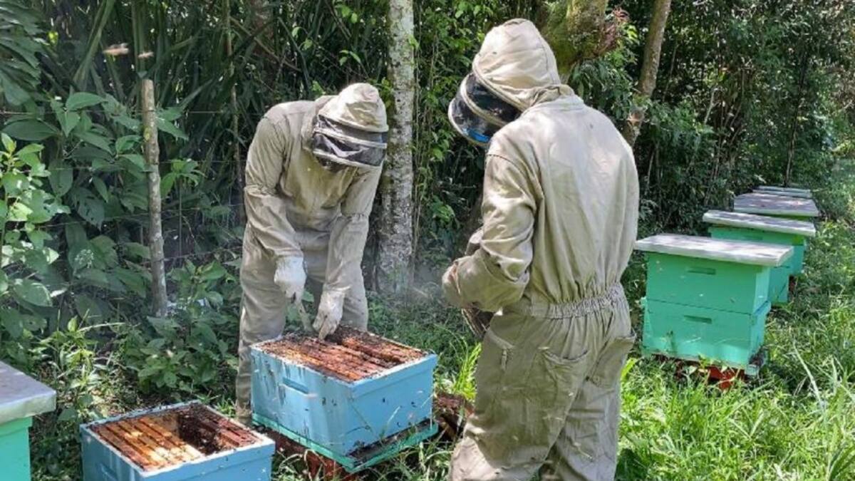 Trabajos apícolas fortalecen producción de limones en el Cauca