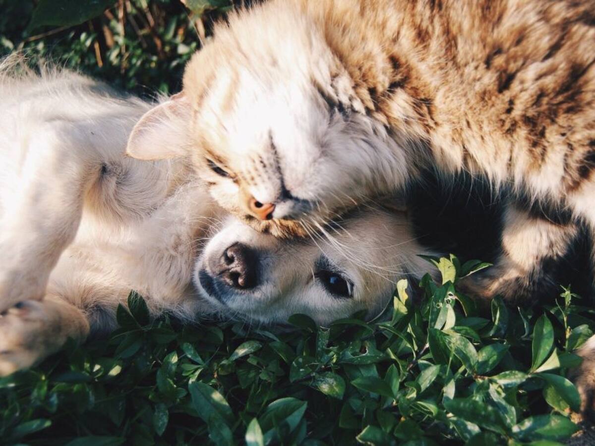 Licencia por muerte de mascotas: un espacio para sanar y seguir adelante
