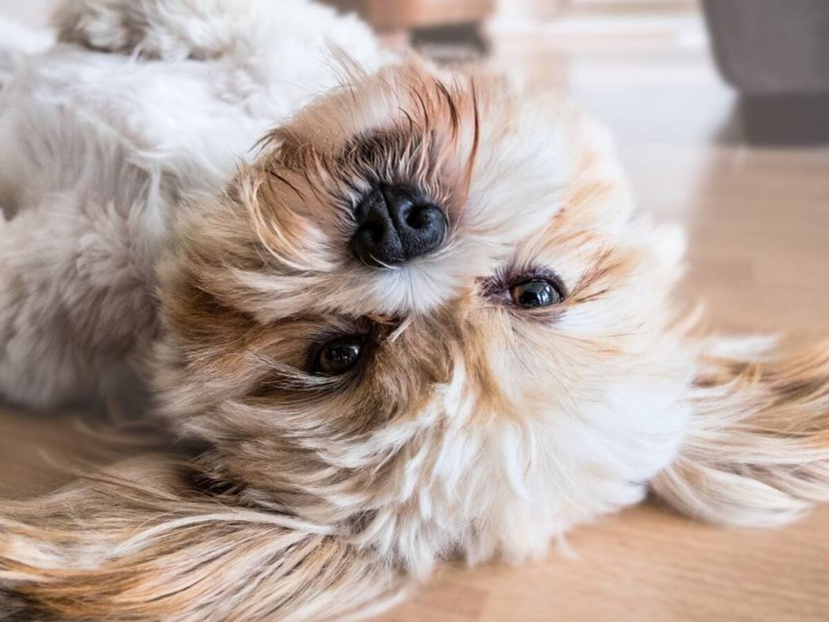 Clifor, el primer perro en Colombia que gana una tutela