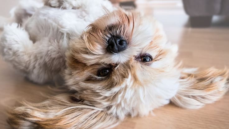 Clifor, el primer perro en Colombia en ganar una tutela