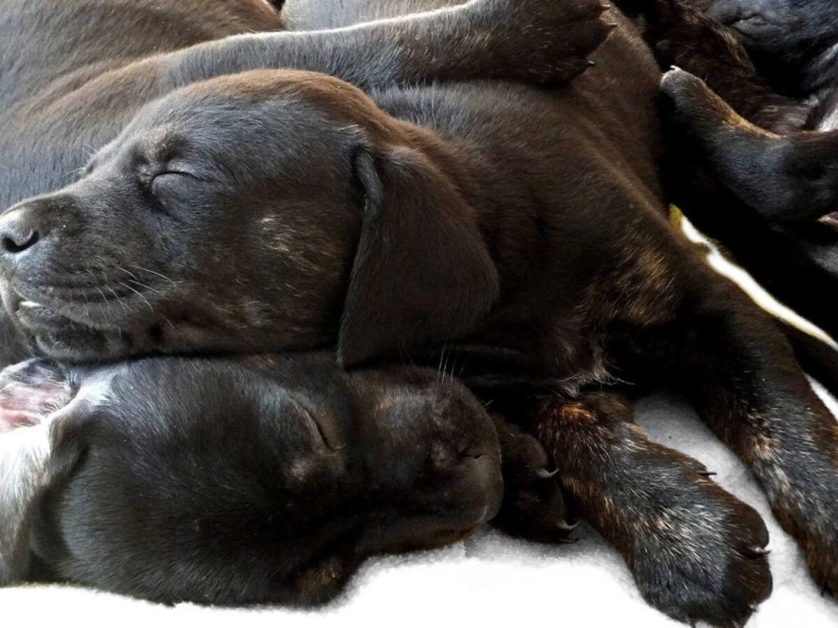 ¿Con qué sueñan las mascotas?