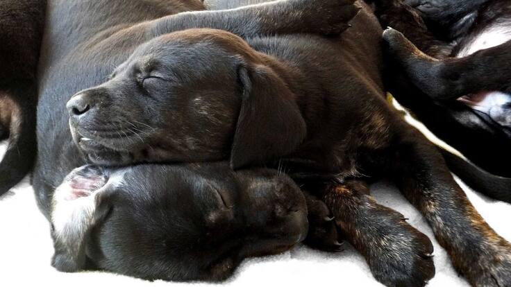 ¿Con qué sueñan las mascotas?