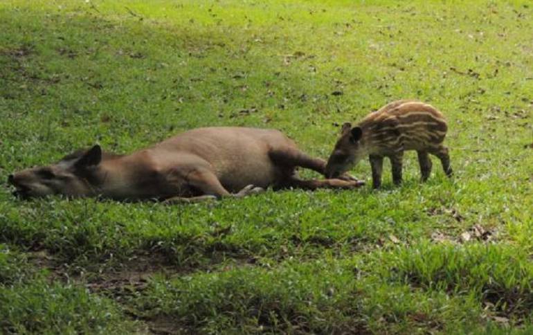 Danta de la hacienda Nápoles en Antioquia. 