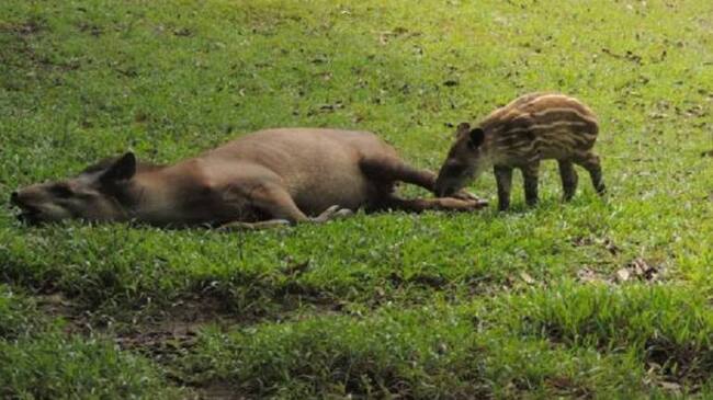Danta de la hacienda Nápoles en Antioquia.