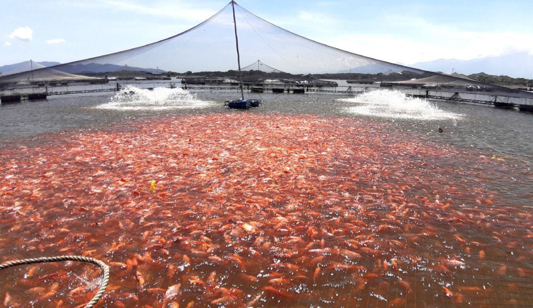 El departamento del Huila aporta el 39% de la producción piscícola nacional.