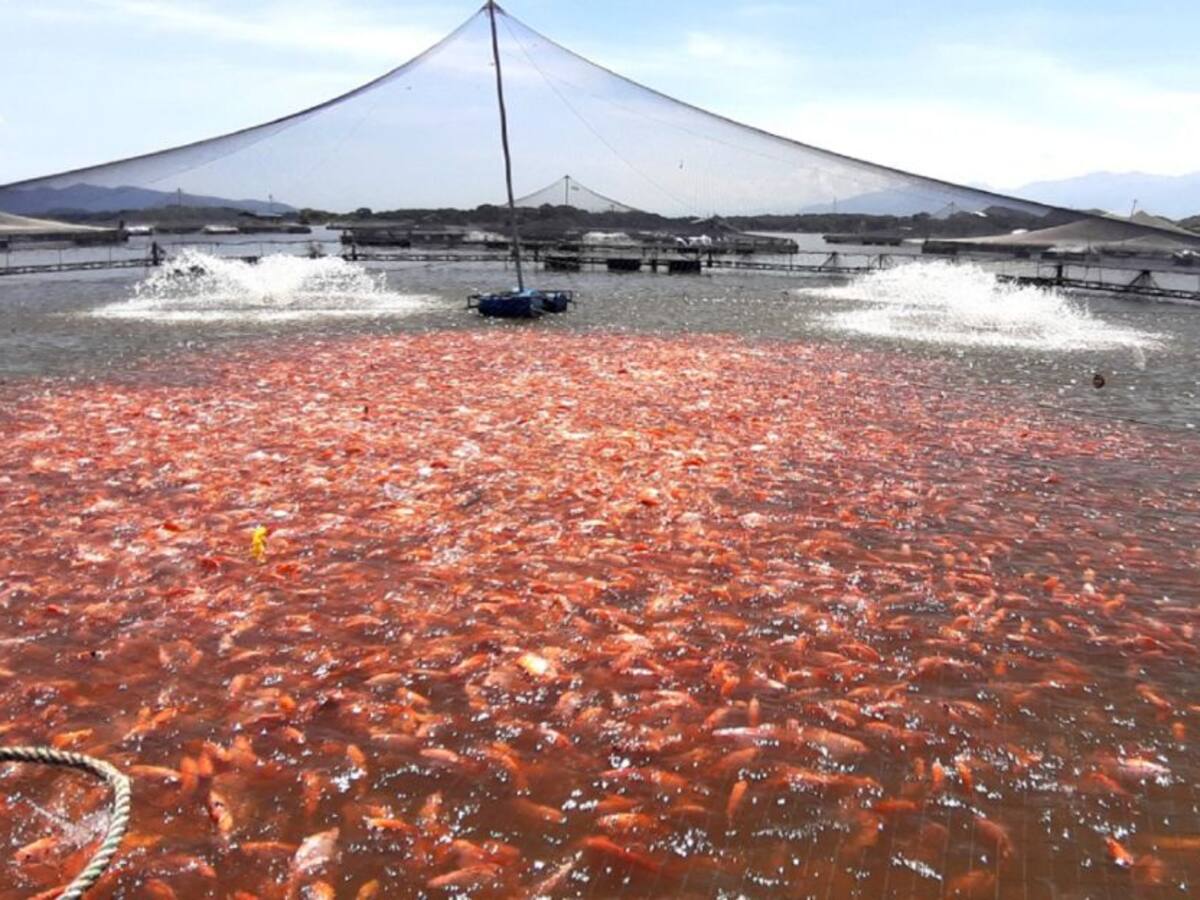 El Huila se consolida como potencia piscícola de Colombia