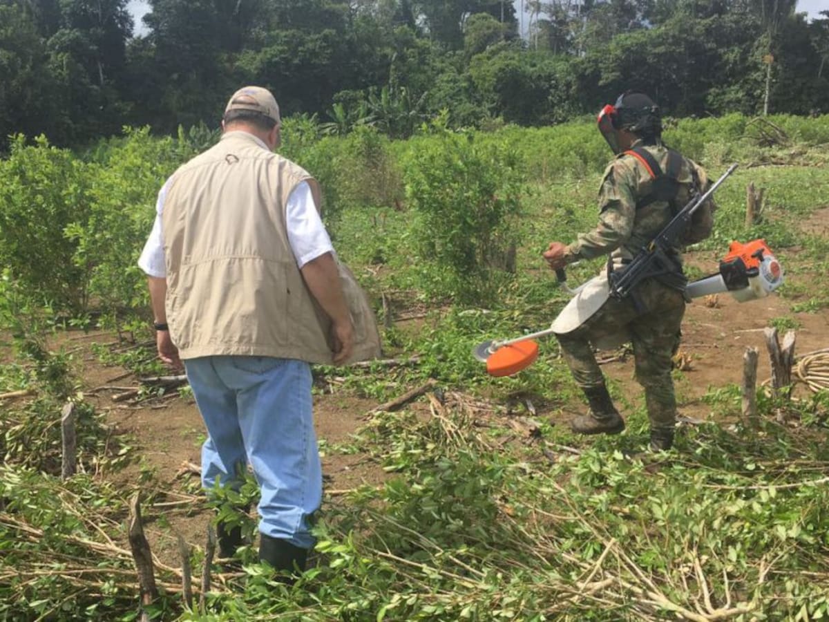 Ascamcat celebra suspensión de erradicación forzada de cultivos ilícitos