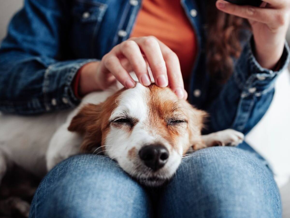 Procuraduría pide activar protocolo para bienestar de las mascotas en vacaciones