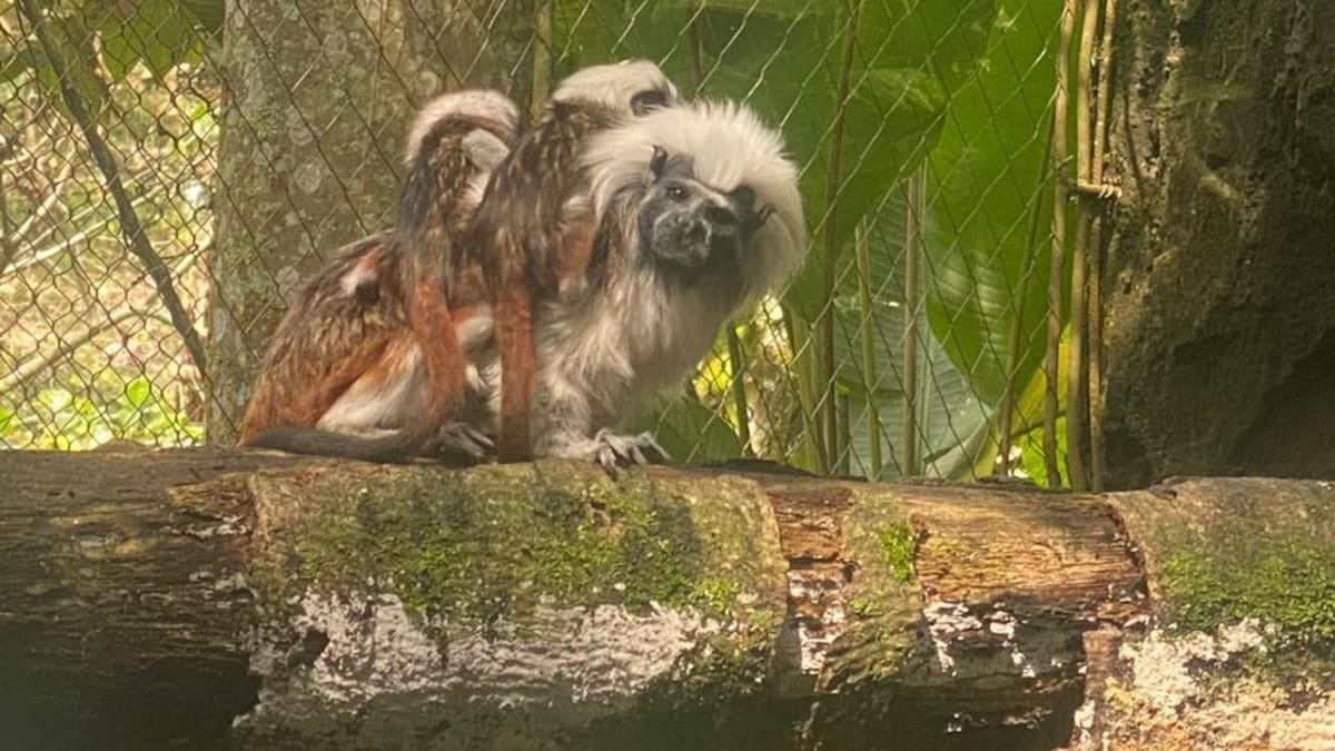 En el Bioparque Ukumarí de Pereira nació una pareja de monos tití cabeciblancos