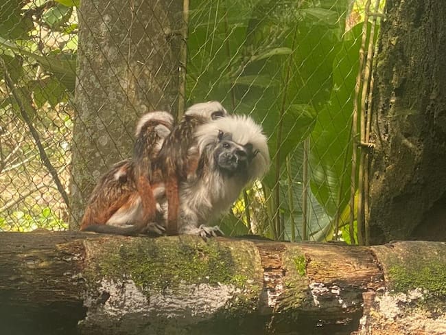 Familia de monos tití cabeciblanco - Bioparque Ukumarí.