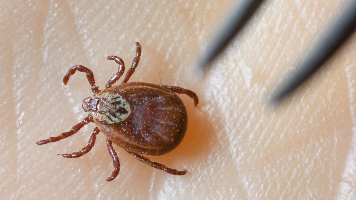 Cambio climático impulsa la proliferación de la plaga de las garrapatas